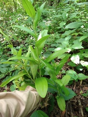 Habenaria macroceratitis