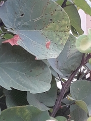Araneae