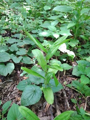 Habenaria macroceratitis
