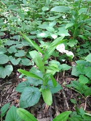 Habenaria macroceratitis