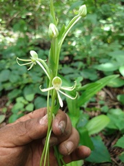 Habenaria macroceratitis