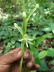 Habenaria macroceratitis