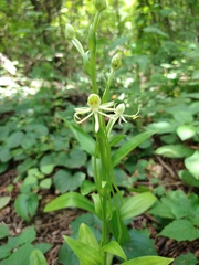 Habenaria macroceratitis