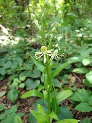 Habenaria macroceratitis
