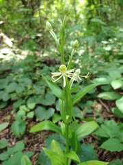 Habenaria macroceratitis