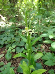 Habenaria macroceratitis