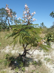 Mimosa claussenii