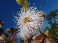 Mimosa claussenii