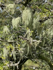 Usnea articulata