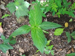 Spigelia humboldtiana