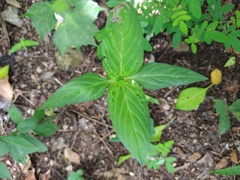 Spigelia humboldtiana