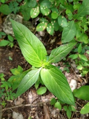 Spigelia humboldtiana