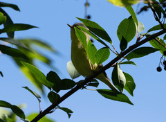 Vireo philadelphicus