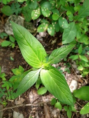 Spigelia humboldtiana