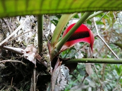 Anthurium kamemotoanum