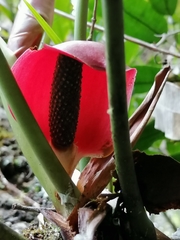 Anthurium kamemotoanum