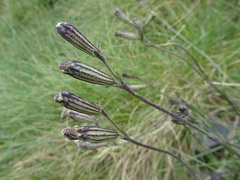 Silene ciliata