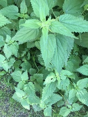Urtica dioica