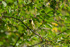 Vireo philadelphicus