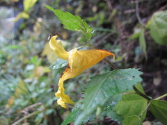 Impatiens fissicornis