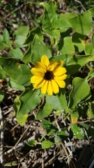 Helianthus debilis image