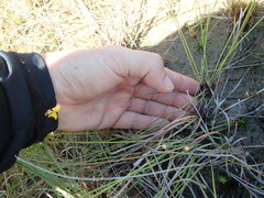 Utricularia simulans