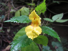 Impatiens fissicornis