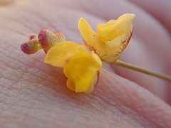 Utricularia simulans