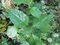 Impatiens fissicornis