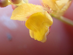 Utricularia simulans
