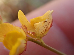 Utricularia simulans