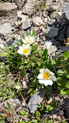 Dryas oxyodonta