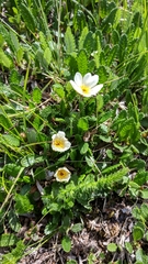 Dryas oxyodonta