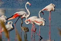 Phoenicopterus roseus