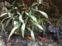 Anthurium angustilobum