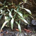Anthurium angustilobum - Photo (c) ramon_d, algunos derechos reservados (CC BY-NC), subido por ramon_d