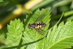 Helophilus obscurus