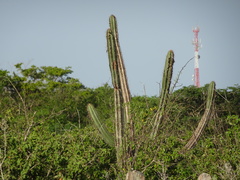 Cereeae