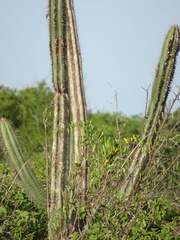 Cereeae