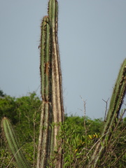 Cereeae
