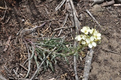 Erysimum franciscanum
