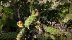Opuntia pumila