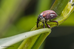 Sternuchopsis fabricii