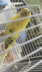 Melopsittacus