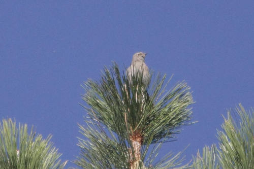 iNaturalist observation photo of Townsend's Solitaire
