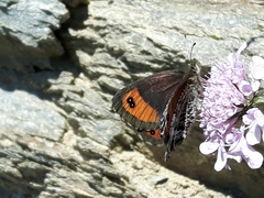 Erebia montanus