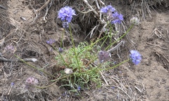 Gilia capitata chamissonis
