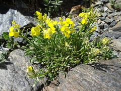 Erysimum duriaei pyrenaicum