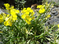 Erysimum duriaei pyrenaicum