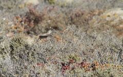 Certhilauda curvirostris
